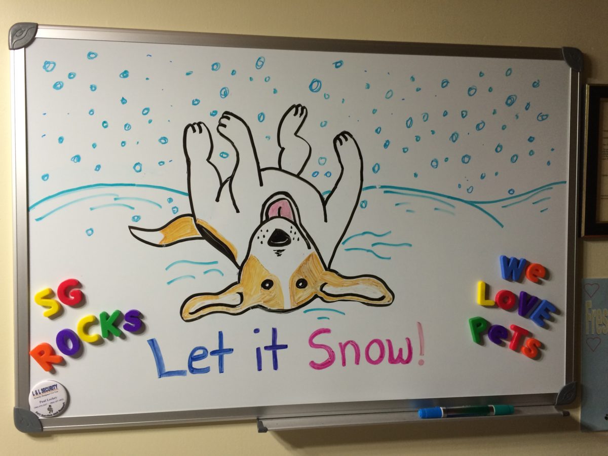 Photo Gallery Solid Gold Pet Resort